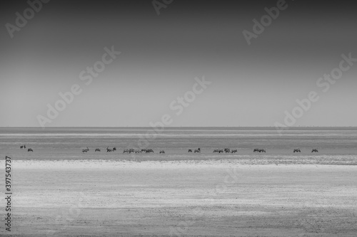 Black and white image of a herd of Oryx on the Etosha pan photo