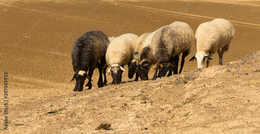 Flock of sheep in an arid environment. Desert. Global warming. Flock of sheep in an arid environment. Desert. Global warming.