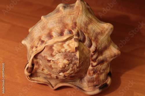Study on the theme "Shell of a sea mollusk"