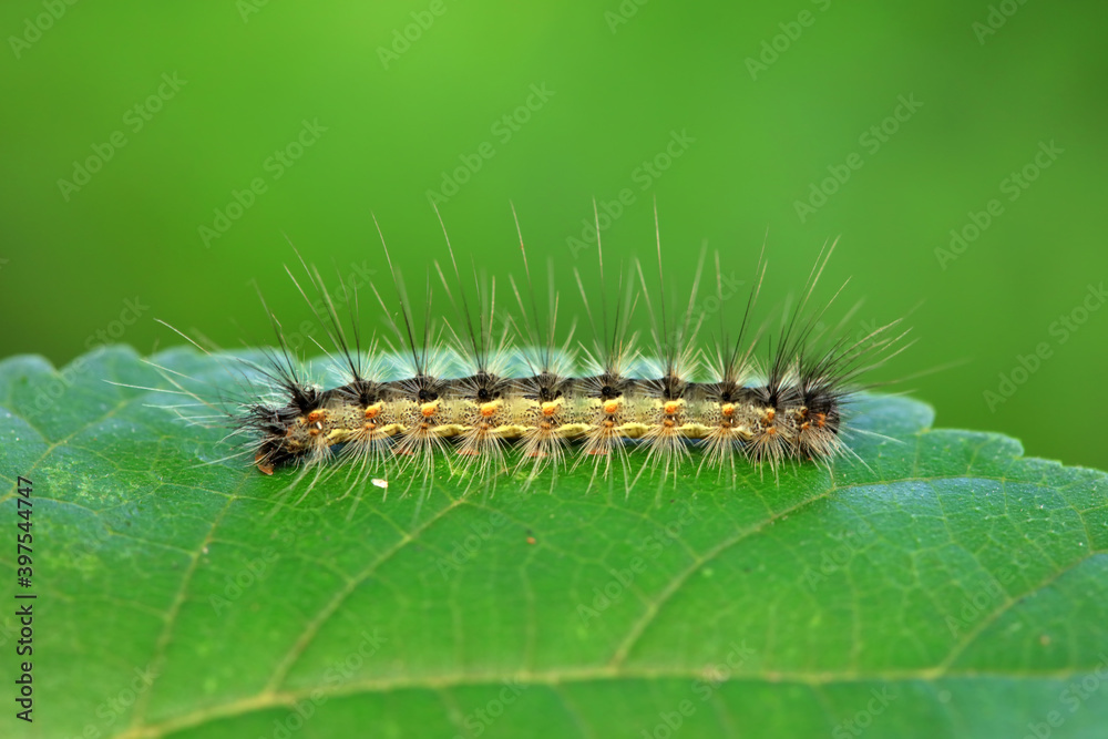 The larvae of moths are covered with bristles and look terrible The larvae of moths are covered with bristles and look terrible