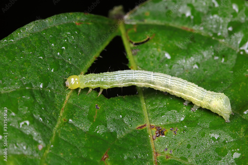 Small cotton bridge worm inhabits plants, North China Small cotton bridge worm inhabits plants, North China
