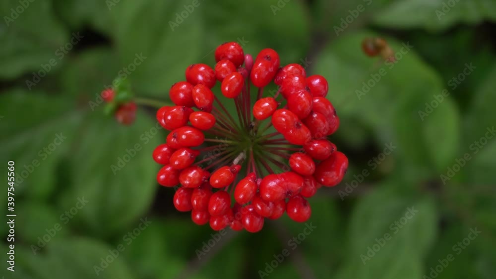 Wild root ginseng with red berries. A close up of the most famous