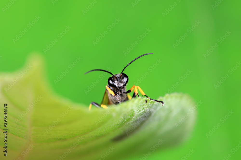 Fototapeta premium mud dauber live on green leaves