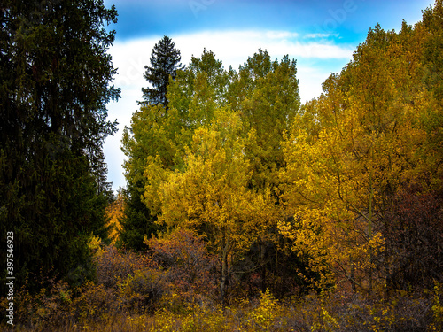 autumn forest in the morning