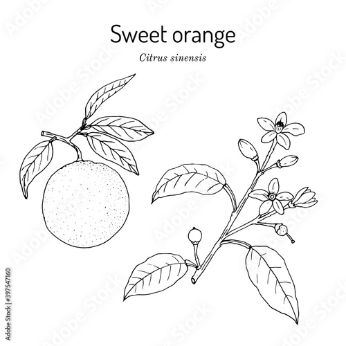 Sweet orange branch citrus sinensis , edible juicy fruit