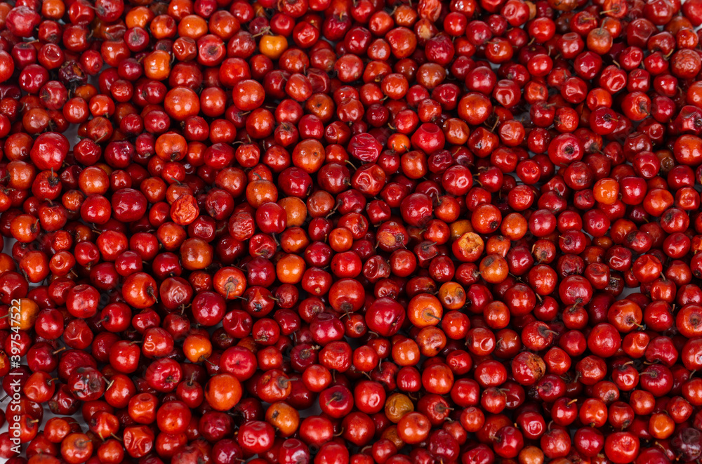 Indian Fruit Red Berry Also Know as Bor, Bora or Bore Indian Fruit Red Berry Also Know as Bor, Bora or Bore