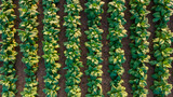 Aerial view of young green tobacco plant in field