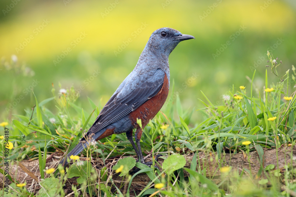 Fototapeta premium The blue rock thrush (Monticola solitarius philippensis) sitting in the grass. A large blue bird with a red belly sits on the ground with a green background.