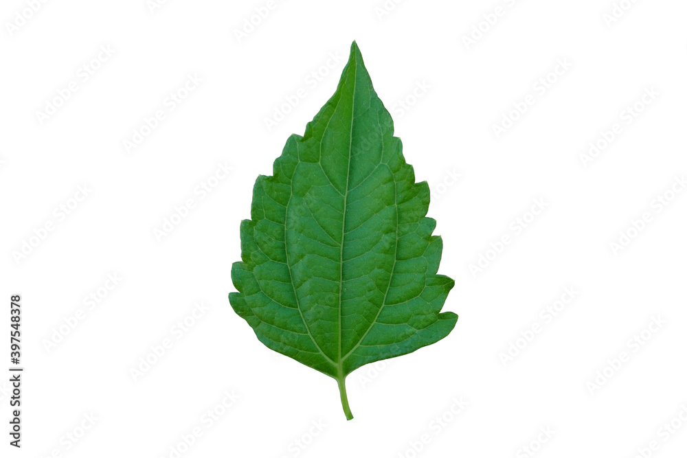 Green Siam weed leaf isolated on white background. Chromolaena odorata Medicinal plants. Green Siam weed leaf isolated on white background. Chromolaena odorata Medicinal plants.