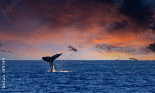 A humpback whale slaps his tail on the ocean water under a dramatic sunset with a sailboat in the distance