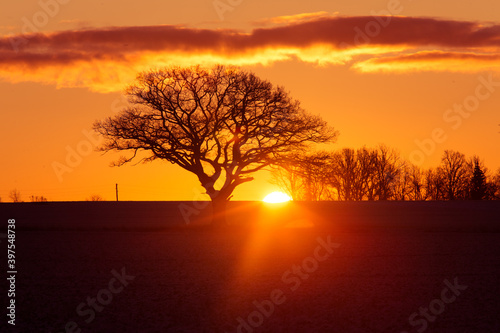 A beautiful oak silhouettes against the sku during the sunrise. Sun is rising above horizon. Early winter scenery. Winter landscape on oak trees in the morning.