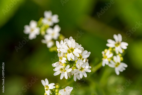 viele weiße Blüten im Frühling
