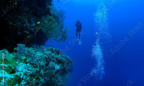 scuba diver and reef