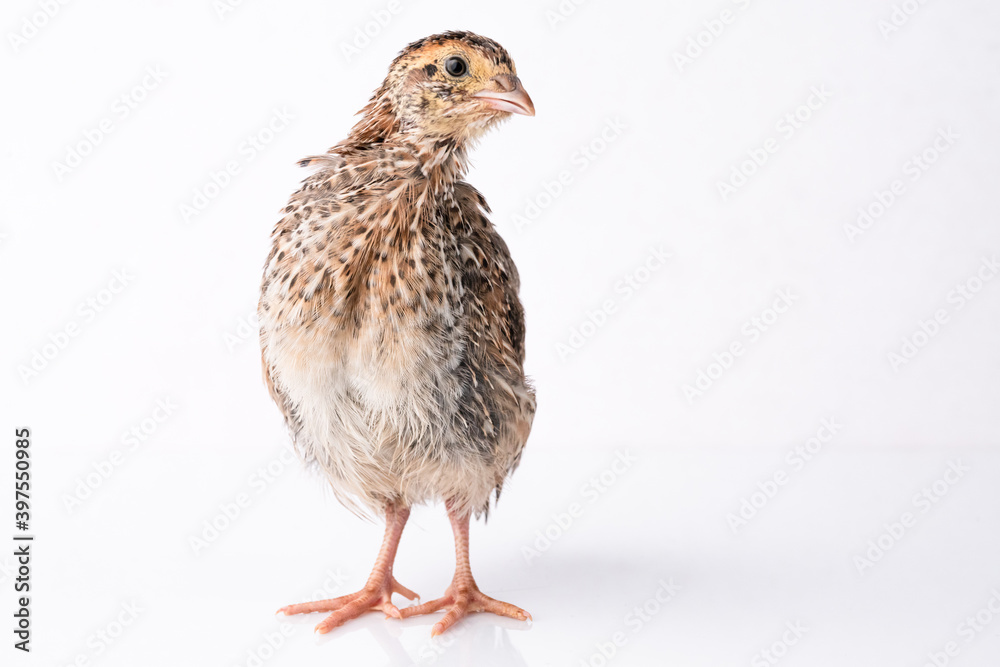 Young quail isolated on white background. Young quail isolated on white background.