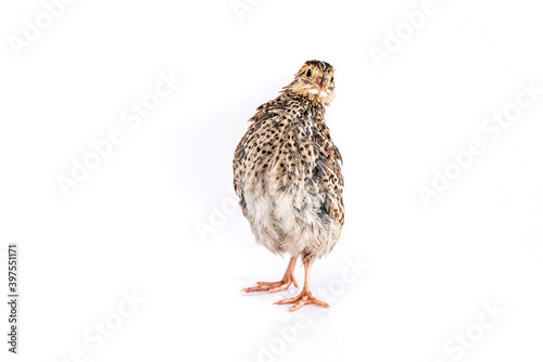 Young quail isolated on white background.