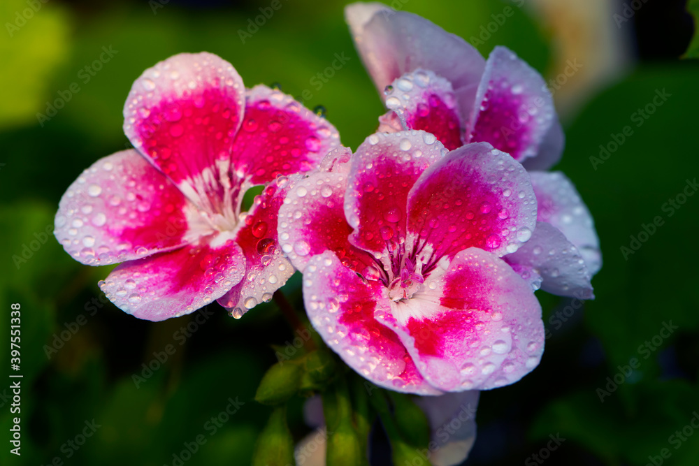 beautiful delicate flower in drops of dew and rays of the sun beautiful delicate flower in drops of dew and rays of the sun