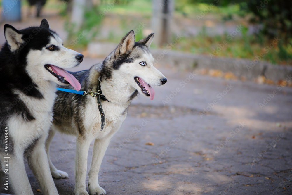 two Siberian huskies. grey dog with blue eyes. beautiful husky outdoors in the park, close-up