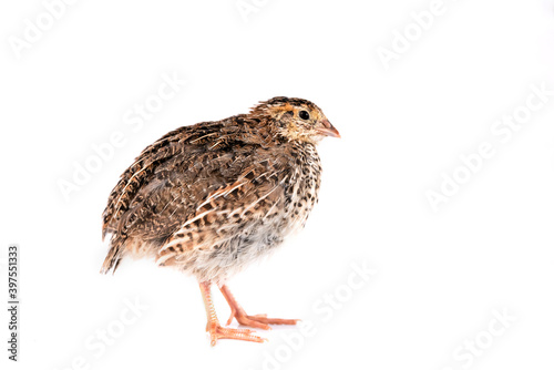 Young quail isolated on white background.