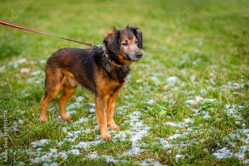 A cute small orange and dark brown mongrel dog standing on green grass covered with snow, being on red leash, looking in distance. Winter day in a park. © Lioneska