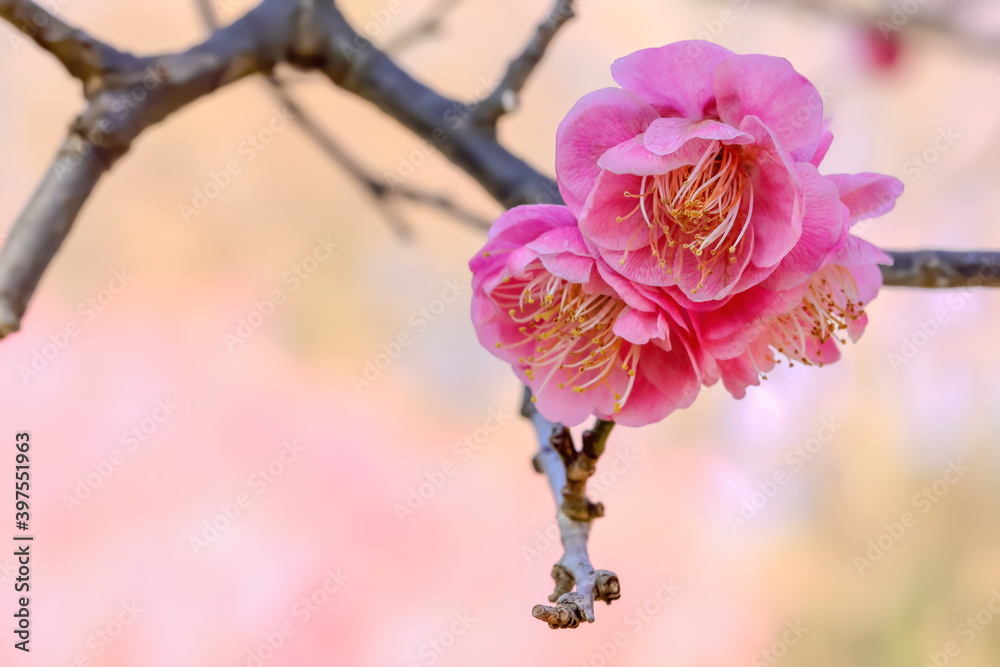 梅の花 梅の花