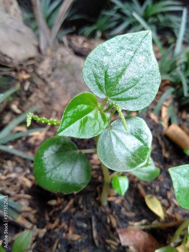 plant in the ground