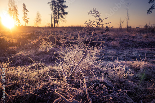 A beautiful early winter landscape of a small forest clearing during the sunrise. Winter scenery of Northern Europe.