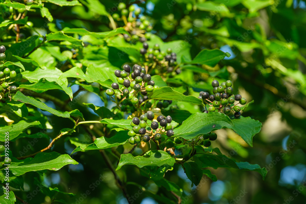 Grüne noch unreife Beeren der giftigen Gartenpflanze Hartriegel in einem Strauch