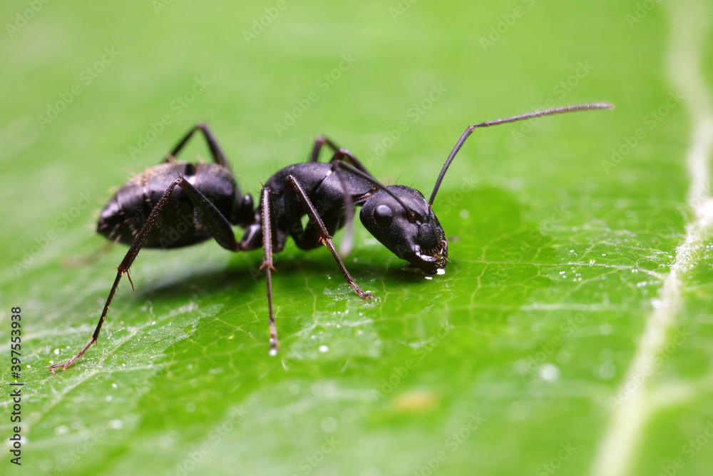 Ants on wild plants, North China Ants on wild plants, North China