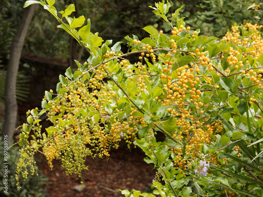 (Duranta repens ou plumieri) Fructification estivale de grappes de drupes jaunes orangés, rondes et brillante au bec arqué du vanillier de Cayenne ou durante dans un feuillage vert franc (Duranta repens ou plumieri) Fructification estivale de grappes de drupes jaunes orangés, rondes et brillante au bec arqué du vanillier de Cayenne ou durante dans un feuillage vert franc