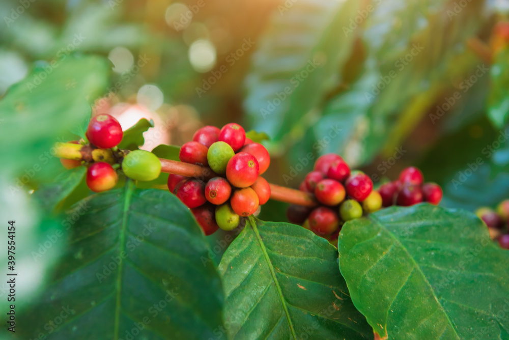 Fototapeta premium Coffee tree and coffee beans being ripe in the garden.