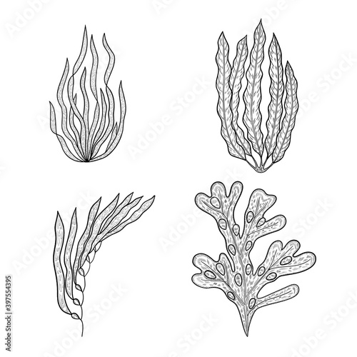Canvastavla seaweed set laminaria