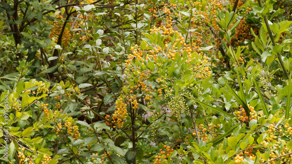 Duranta repens - Vanillier de Cayenne ou durante plumier, arbuste décoratif aux branches retombantes garnies de grappes de petites baies jaune orangé brillant au feuillage vert clair Duranta repens - Vanillier de Cayenne ou durante plumier, arbuste décoratif aux branches retombantes garnies de grappes de petites baies jaune orangé brillant au feuillage vert clair