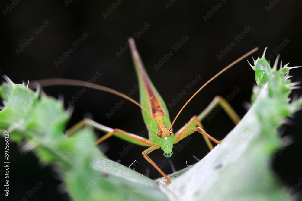 Fototapeta premium Katydids on wild plants, North China