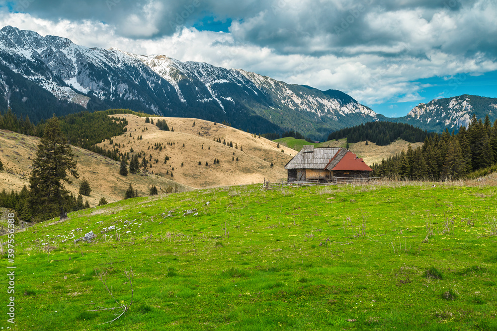 Spring pasture scenery with snowy mountains in background, Transylvania, Romania