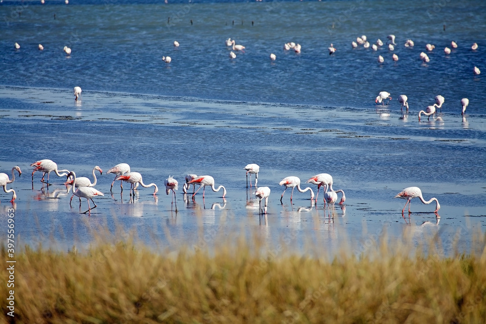 The Valli di Comacchio with flamingos, fish basin of Comacchio, Comacchio, Italy