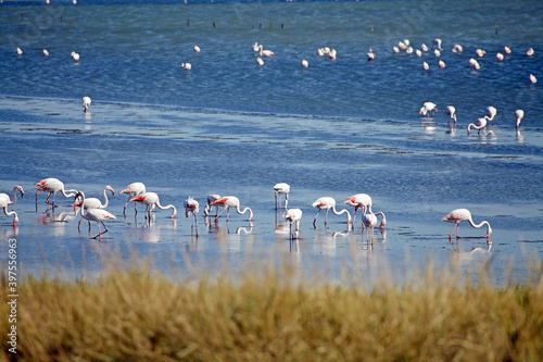The Valli di Comacchio with flamingos, fish basin of Comacchio, Comacchio, Italy