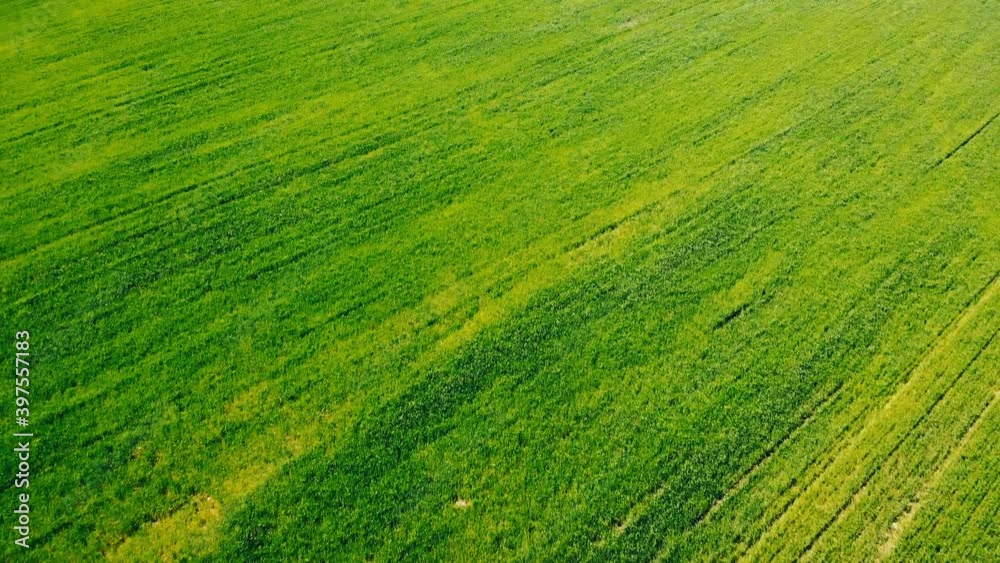 aerial view on endless green agricultural field crops in the countryside aerial view on endless green agricultural field crops in the countryside