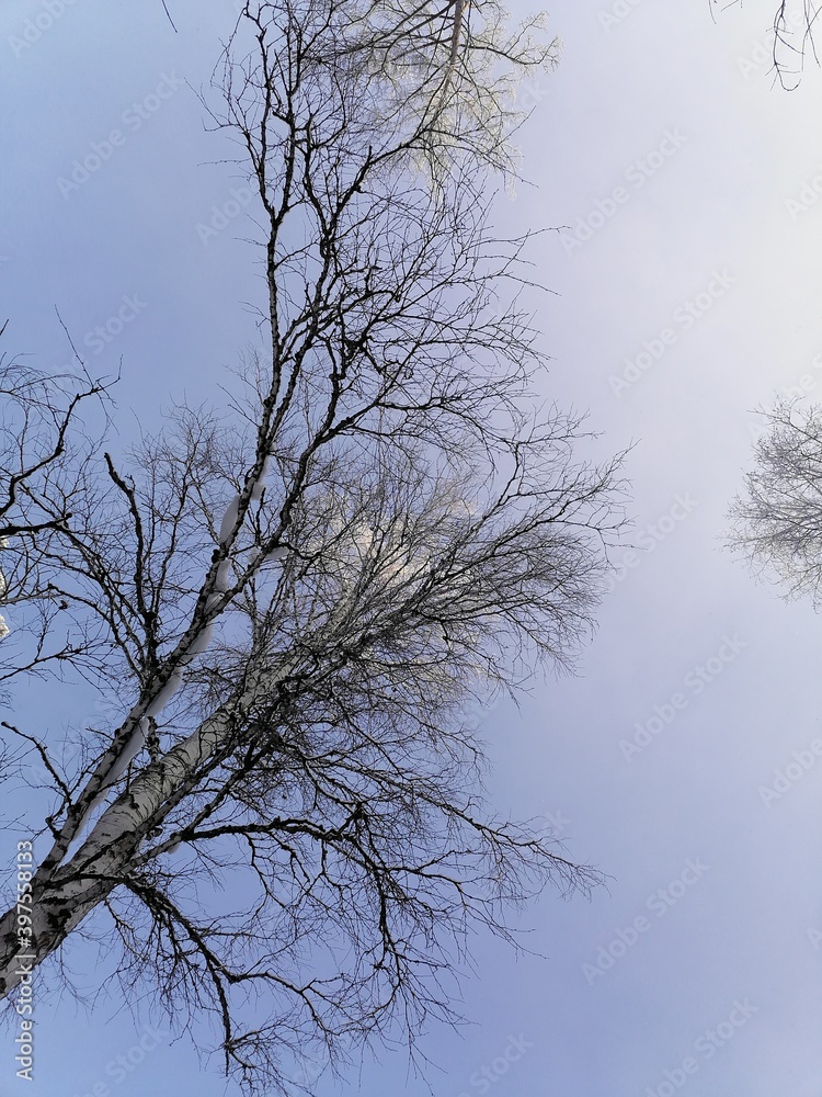 Obraz premium tree in the sky