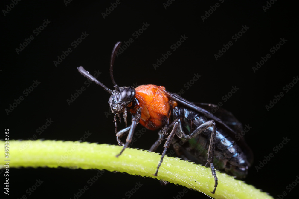 Naklejka premium Trilobites inhabit green plants in North China