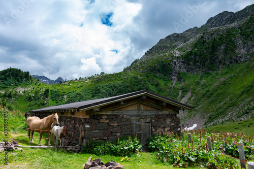 Italy, Trentino, Predazzo, Malga Moregna - 19 July 2020 - Charming mountain hut in the Alps photo