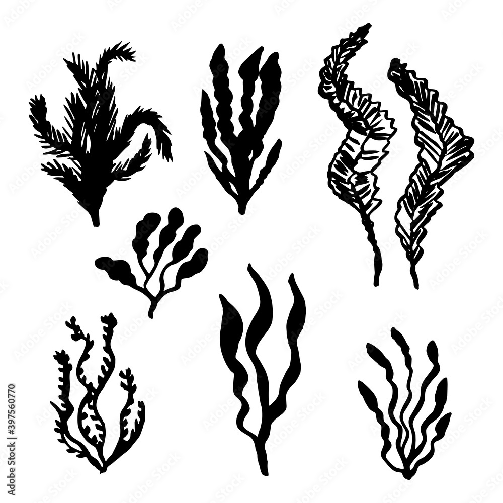 Fototapeta premium seaweed sea set vector sketch