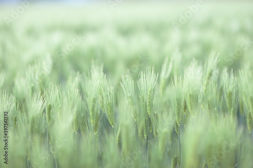 麦の穂 © maco