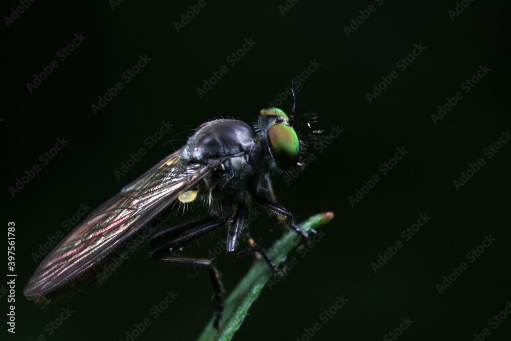 Fototapeta premium Insectivorous flies live on weeds