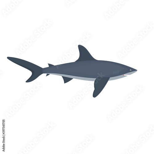 Shark. Shark fish, vector illustration