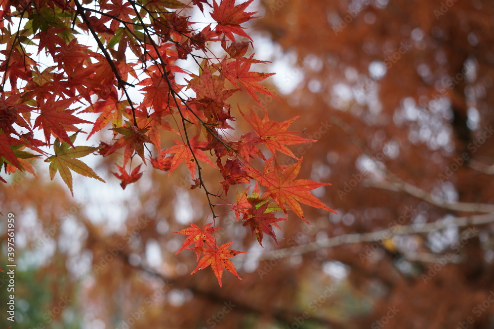 紅葉 紅葉