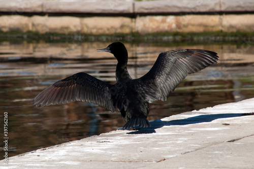 Sydney Australia, phalacrocorax sulcirostris or little black cormorant drying wings by pond © KarinD