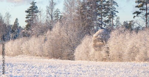 Wallpaper Mural A beautiful winter landscape of forest. First snow in Norther Europe. Scenery with snow covered trees in the wood. Torontodigital.ca