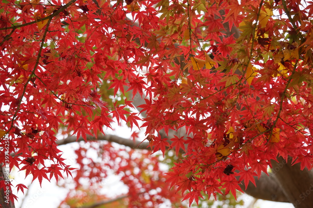 紅葉 紅葉