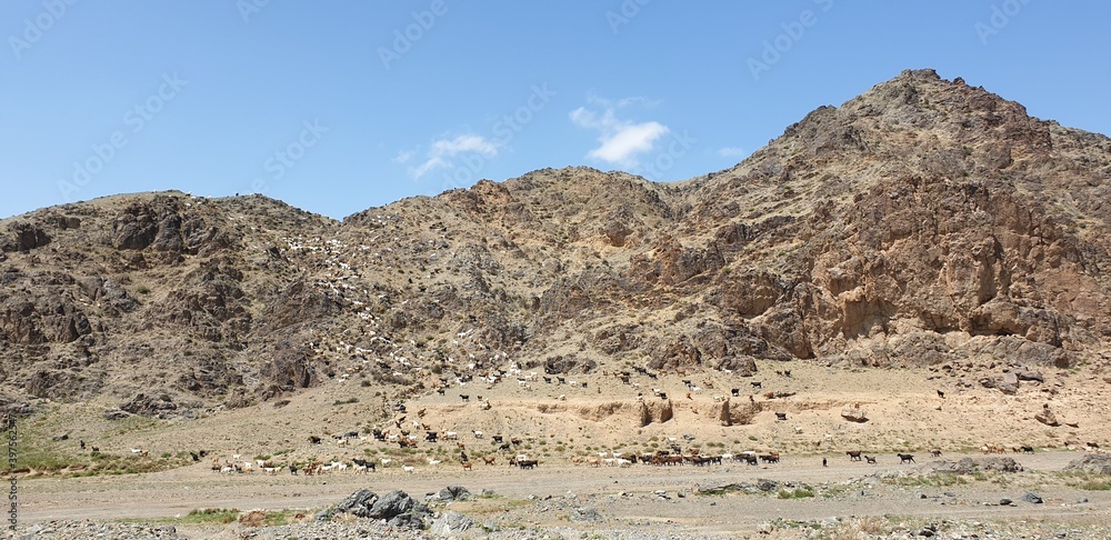 Mongolia scenery with beautiful nature, sky and animals Mongolia scenery with beautiful nature, sky and animals