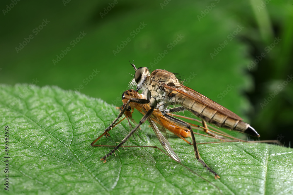 Insectivorous flies prey on weeds Insectivorous flies prey on weeds